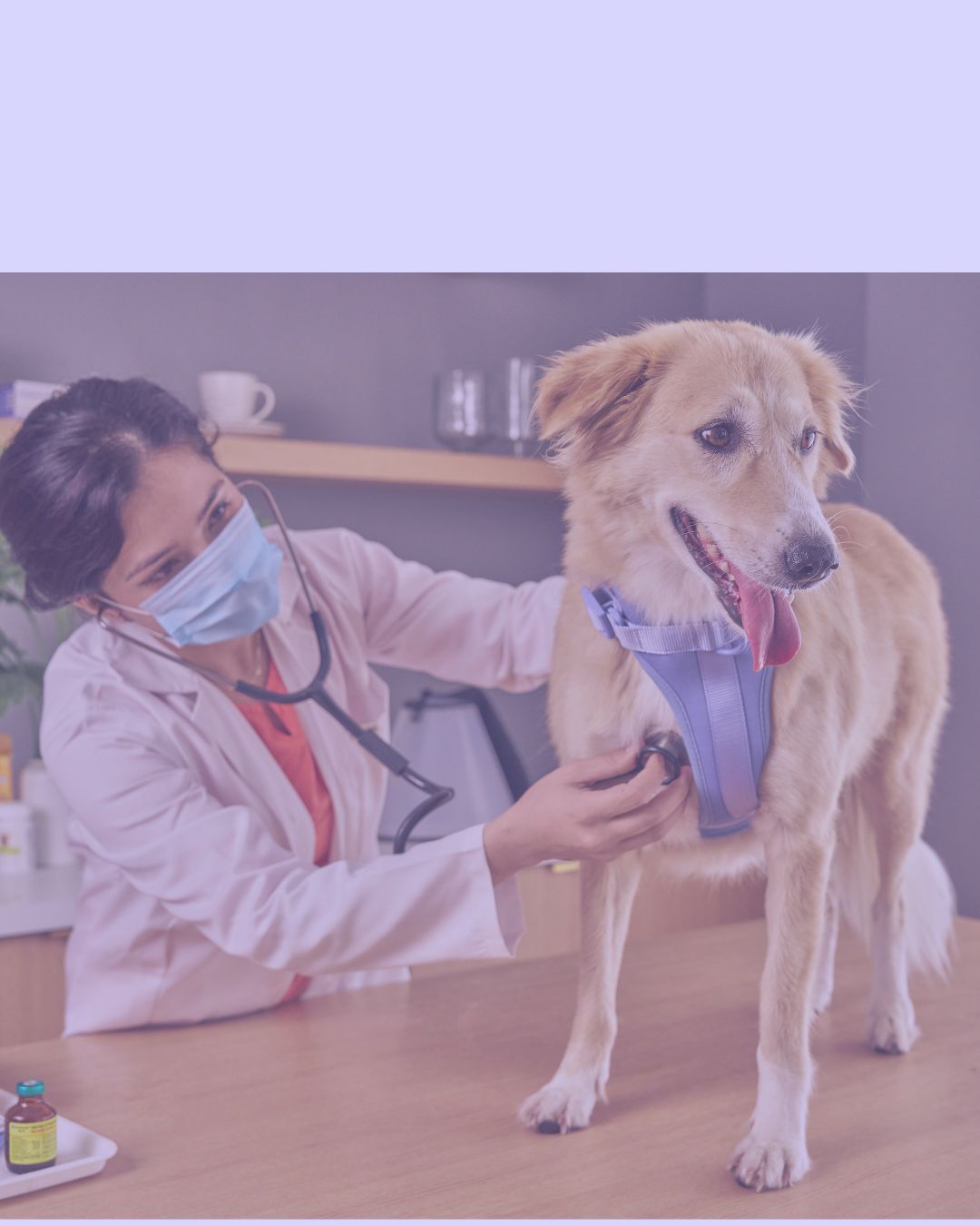 Patologia Cardiorrespiratória dos Animais Domésticos com Habilitação em Docência no Ensino Superior - Pós-Graduação